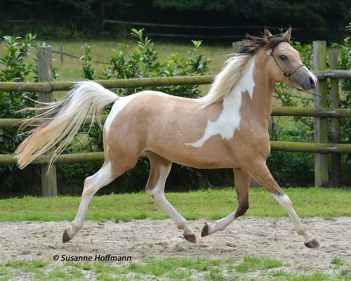 Arabisch Gezogene Stuten Gestut Lindenhof Zucht Von Lewitzern Und Araber Pintos