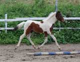 Manitou und Golden Fantasy &  Kerstin u.Anke Surig aus Bielefeld