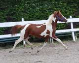 Allegro, Painted Diamond,.... &Jessie Sandvad, Dnemark