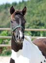 Pretty Belinda, PrSt, Bundessiegerstute