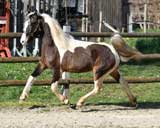 Fr�hjahr 2026