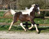 Fr�hjahr 2026
