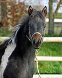 Secret Lorenzo "Enzo"