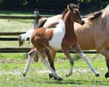 beim Musterungstermin