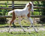 beim Musterungstermin