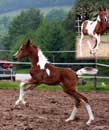 Painted Diamond ( nur Pacht )&Nicole Herzog, Gestt Talhof