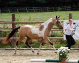 Painted Papillon & Katharina Kremer, 58809 Neuenrade