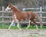 Donna ( kleiner Donner) PrSt